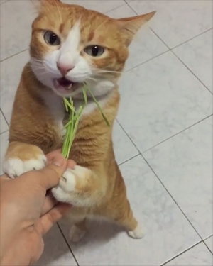 草を食べる猫ちゃん