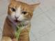 おいしいニャ　タイで暮らす茶トラの猫ちゃんがシャクシャク草を食べる姿が幸せそう