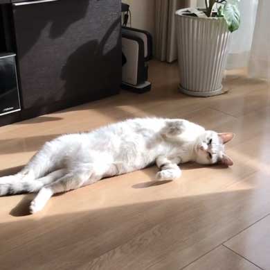 全身 日向 感じている お昼寝 猫 つるちゃん Instagram