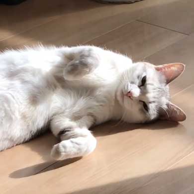 全身 日向 感じている お昼寝 猫 つるちゃん Instagram