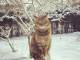 北海道から人気猫ちゃんが初参戦！　「ねこ休み展」冬の本祭　2019年1月に東京・浅草橋で開催