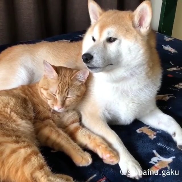 圧倒的平和 仲良しな柴犬とネコちゃんがとってもあったかそう ねとらぼ