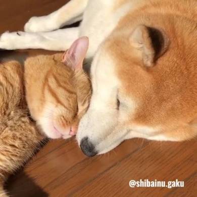 圧倒的平和 仲良しな柴犬とネコちゃんがとってもあったかそう ねとらぼ