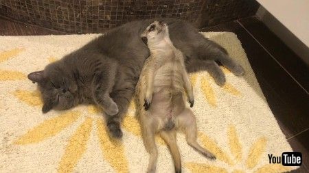 猫とミーアキャット