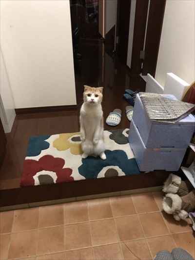 玄関で出迎える猫さん
