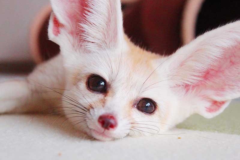 小さな天使だ 赤ちゃんフェネックのうっとり初お風呂がかわいすぎて癒やされる L Sb1903fennec2 Jpg ねとらぼ