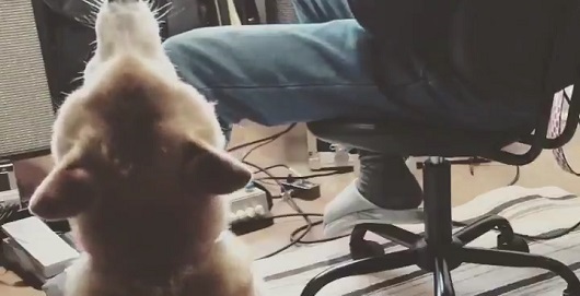 ワオオーン ギターとセッションする柴犬くんのきれいな高音の歌声にうっとり ねとらぼ