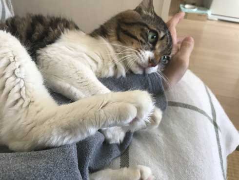 猫 ヤマダ かわいい ハグ 腕 抱きつく 甘える 暖を取る カネキリカ