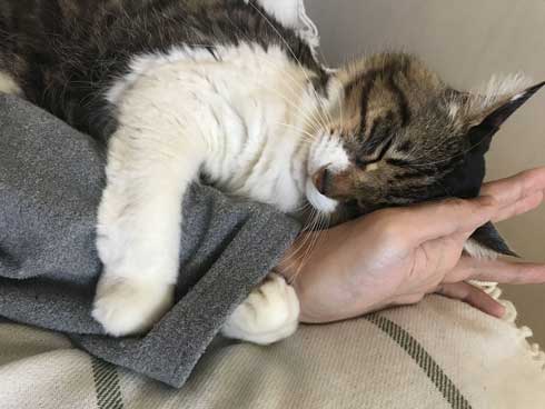 猫 ヤマダ かわいい ハグ 腕 抱きつく 甘える 暖を取る カネキリカ