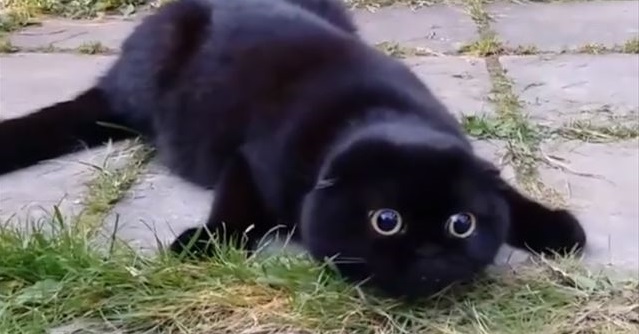 謎の生き物……!? 何かを狙って這いつくばる黒猫ちゃんが違う生物に見え