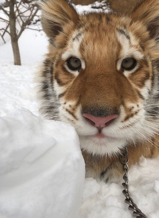 冬毛のベンガルトラはとってもモフモフ 雪遊びをする東北サファリの リラちゃん がかわいい ねとらぼ