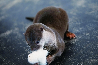 コツメカワウソのちぃたん 高知県須崎市の公式観光大使を解任される ねとらぼ