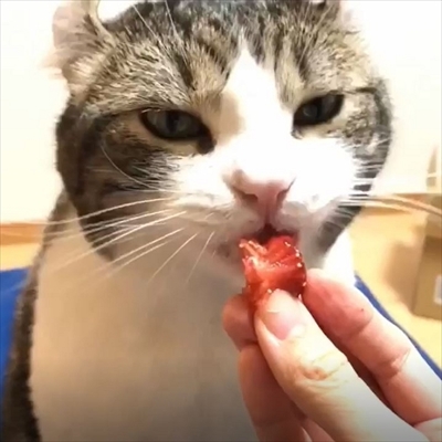 お肉よりもイチゴだニャ 一生懸命イチゴを食べるキュートな猫ちゃんが目撃される ねとらぼ