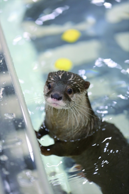 コツメカワウソのちぃたん 高知県須崎市の公式観光大使を解任される ねとらぼ