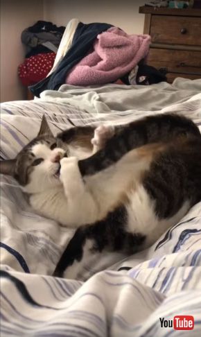 cat attacks own tail