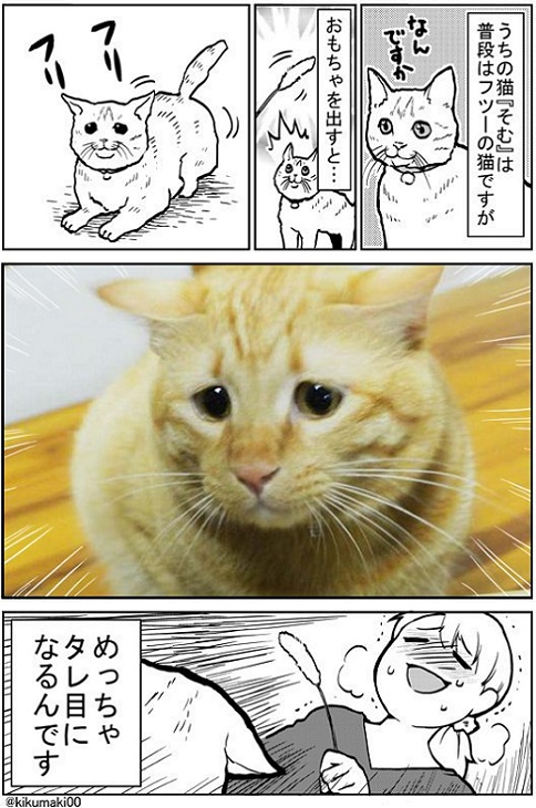 猫の思いがけない行動にニヤけちゃう しょんぼり顔がかわいい猫との