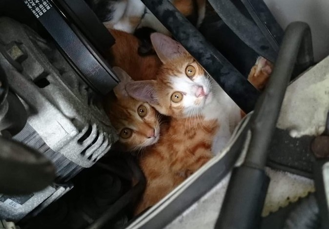 ボンネットを開けて確認しないと防げない 猫バンバンした車のエンジンルームに隠れていた猫たちが発見される ねとらぼ