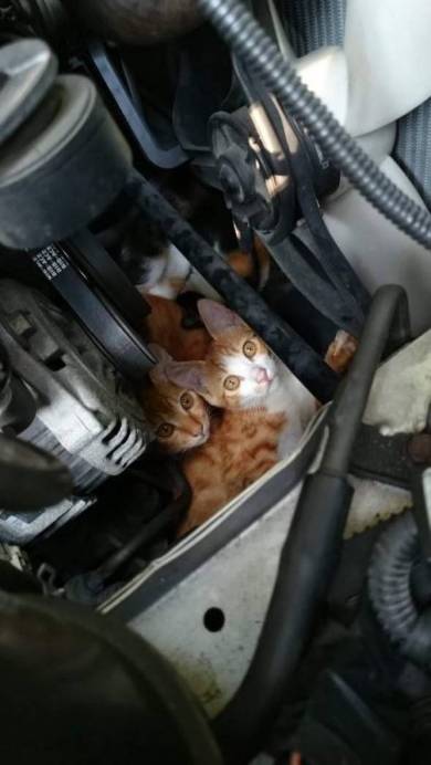 ボンネットを開けて確認しないと防げない 猫バンバンした車のエンジンルームに隠れていた猫たちが発見される ねとらぼ