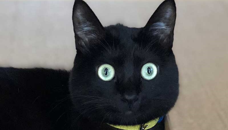 目がきれい ぬいぐるみのフリをしたジジみたい 無機質な感じの黒猫さまがかわいいと人気 ねとらぼ
