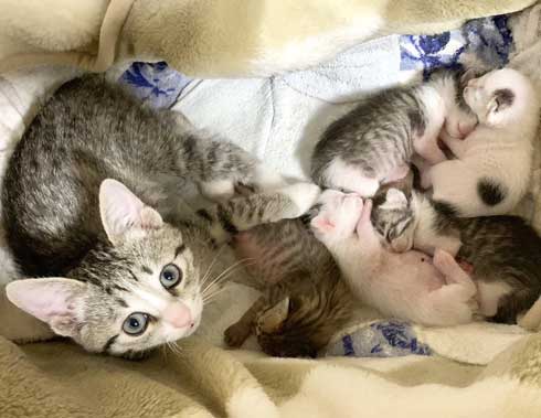 子猫 赤ちゃん猫 世話 ちっちゃいお母さん 子猫ママ 保護