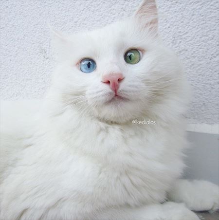 真っ白な体に宝石のようなオッドアイ 希少な ヴァン猫 の美しさが