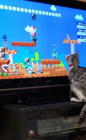 パックンフラワーで遊ぶ猫