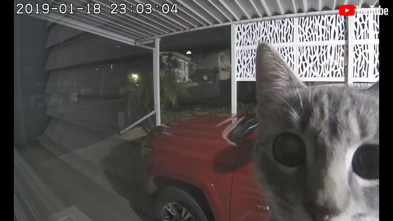 防犯カメラをのぞく怪しい 猫 影 夜間に撮影された無邪気な犯ニャンの姿 ねとらぼ