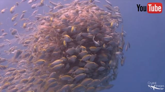 無数の魚を体にまとわせ ライオンのたてがみクラゲ と呼ばれるクラゲが驚愕のデカさ ねとらぼ