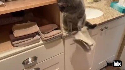 Cat Plays Peek A Boo with Security Camera