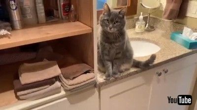 Cat Plays Peek A Boo with Security Camera