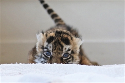 ヨチヨチ歩きなのに猛獣 暴れまくる赤ちゃんトラの姿にニヤニヤが止まらない ねとらぼ