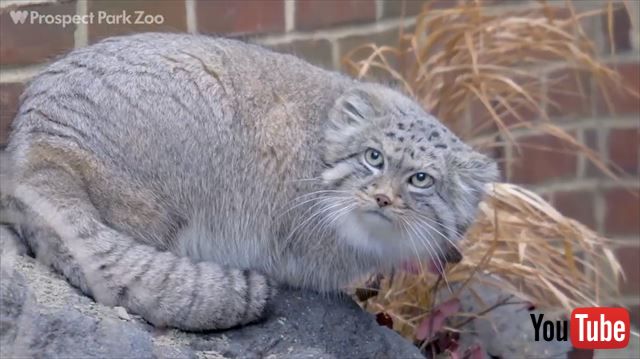 世界最古のヤマネコ マヌルネコ の魅力が盛りだくさん 短い足でのしのし歩く姿がキュートでたまらない ねとらぼ