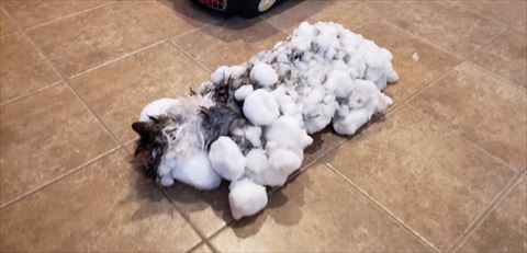 寒波で猫ちゃんが氷漬けに 全身を雪に覆われた猫ちゃん 低体温から九死に一生を得る ねとらぼ