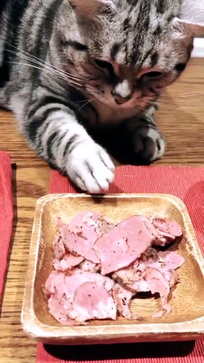 食べたい猫