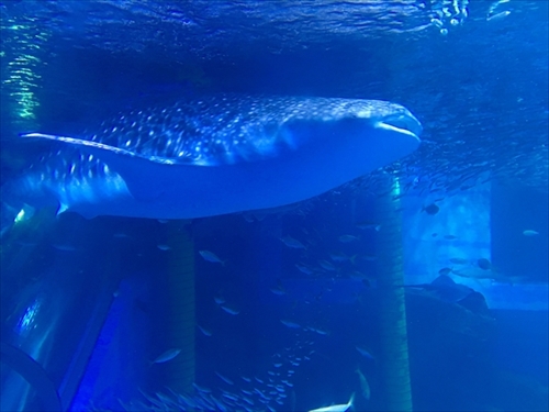 東日本で唯一の展示だった横浜 八景島シーパラダイスのジンベエザメが死ぬ ねとらぼ