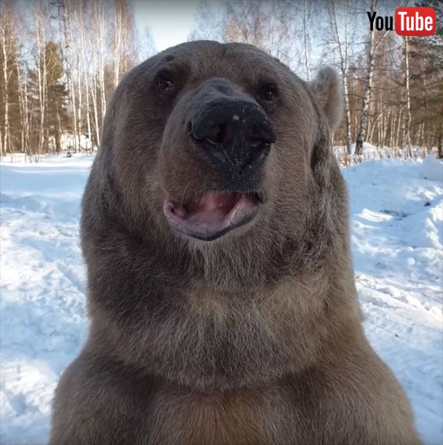 野生の巨大クマと超接近 ハイタッチする映像に緊張感と癒やしが隣り合わせしている ねとらぼ