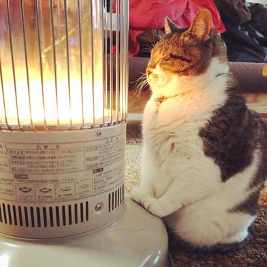 猫 ぶさお ストーブ 暖まる 温まる 暖を取る かわいい