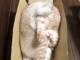 折りたたみネコですニャ　段ボール箱の中でグニャッと体を曲げて眠る猫ちゃんが柔らかいの次元を超えている