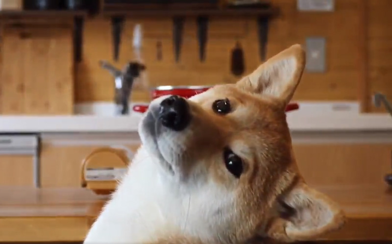 これが シャフ度 です 飼い主さんの手作りご飯を美しいポージングで待つ柴犬がかわいい ねとらぼ