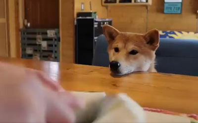 これが シャフ度 です 飼い主さんの手作りご飯を美しいポージングで待つ柴犬がかわいい ねとらぼ