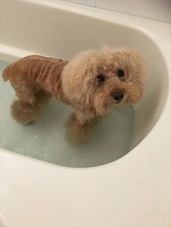フワモコ ペタンコに お風呂で別の犬のようになってしまったワンコの 無 の表情が面白かわいい ねとらぼ