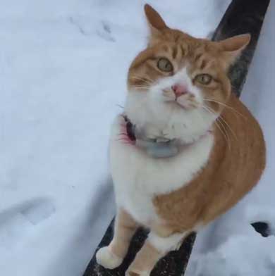 人間を足に使う 猫 雪 避ける お散歩 背中 乗る