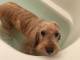 フワモコ→ペタンコに　お風呂で別の犬のようになってしまったワンコの“無”の表情が面白かわいい