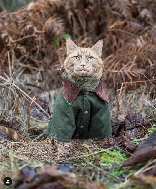 ハンサムすぎる 森の中にたたずむ凛々しい顔立ちの猫さんがおしゃれでかっこいい ねとらぼ