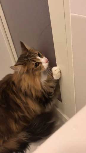 ドア開けてくれにゃいの お風呂が苦手な猫ちゃんの精いっぱいの かわいい子 アピールが反則級のかわいさ ねとらぼ
