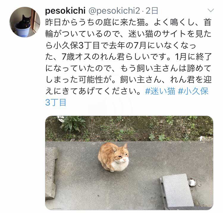 Twitter経由で迷子猫がみつかり 無事飼い主のもとへ Sns拡散からたどり着いた奇跡に 希望の星 の声 ねとらぼ