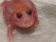 閲覧注意？　体が透けているように見える珍しいピンク色のアルビノカエルの姿がインパクト大