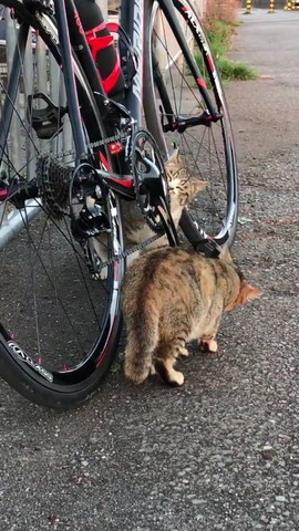 よし これで車検オッケーですニャ ロードバイクをメンテナンスしてくれる猫ちゃんズがかわいい ねとらぼ