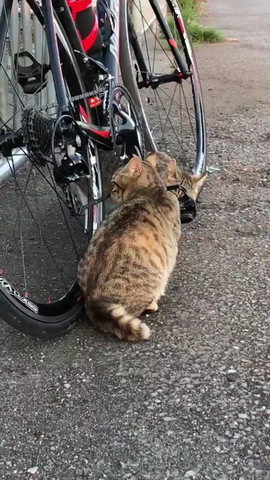 よし これで車検オッケーですニャ ロードバイクをメンテナンスしてくれる猫ちゃんズがかわいい ねとらぼ