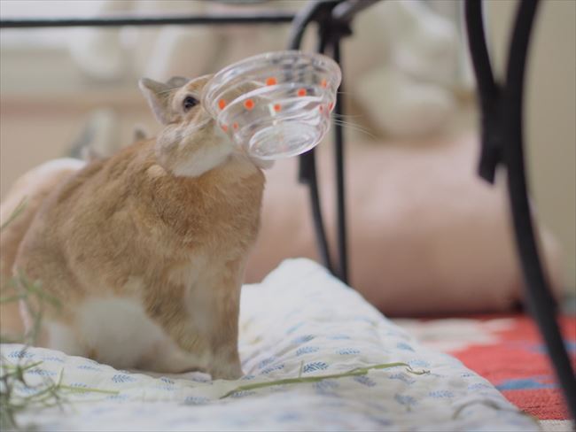 これ、片付けておきますねー」 水を飲んだら容器を投げる やんちゃで